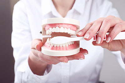 A person holding a model human mouth with teeth, likely demonstrating dental health or dental care.