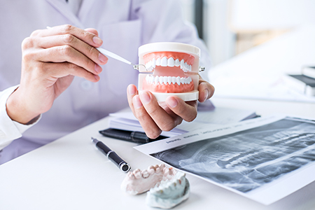 A dentist holding a model of a human teeth in a dental office setting.